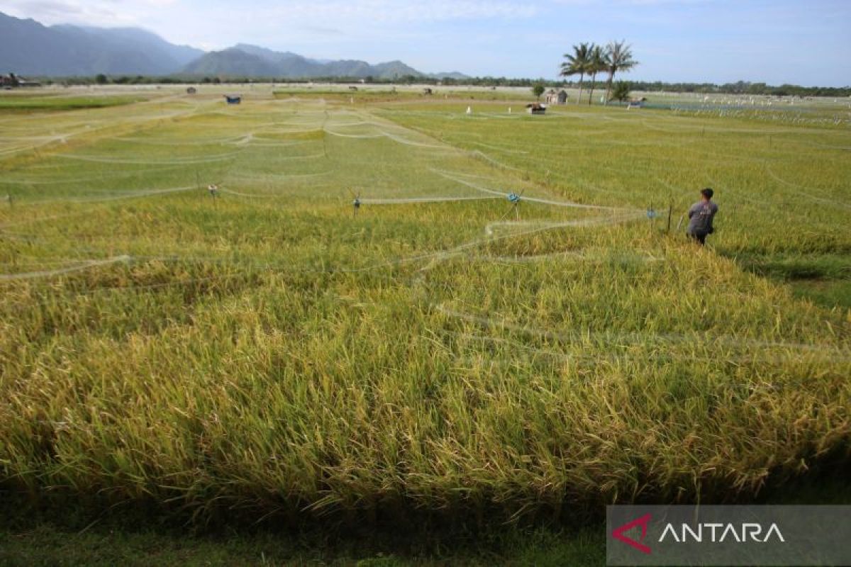 Indonesia siap umumkan swasembada beras, ini langkah nyata pemerintah