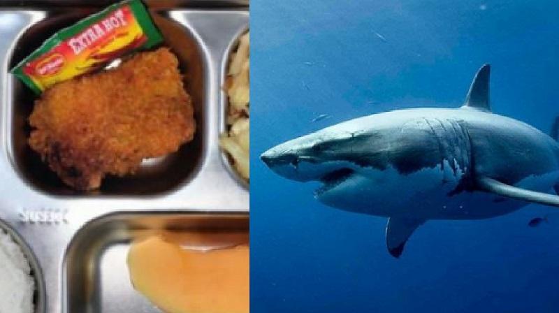 3 Zat Berbahaya Daging Ikan Hiu Bisa Picu Kanker hingga Kerusakan Organ saat Dikonsumsi Manusia – Portal Kendari