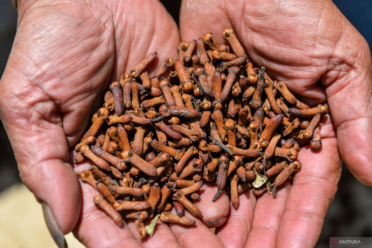 Kemarin, zat radioaktif pada cengkih sampai merger 15 BUMN asuransi